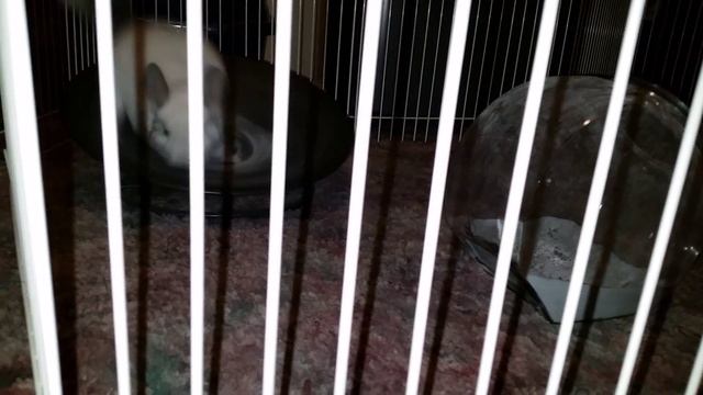 Chinchilla on the run смотреть онлайн