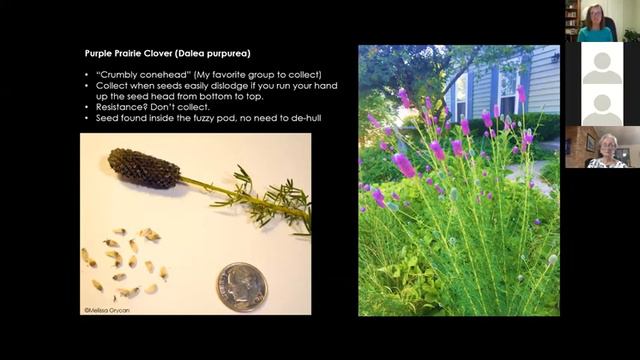 How To Collect and Sow your Native Seed смотреть онлайн