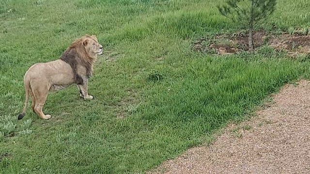 Катя и молодой лев Гром смотреть онлайн