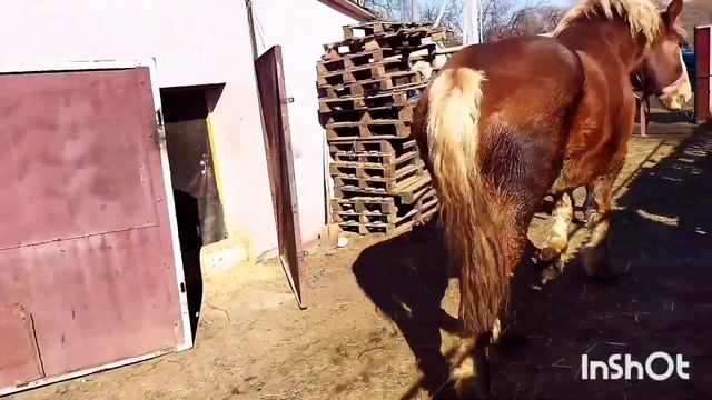 ЛОШАДИ/ЦЫГАНСКАЯ КОБЫЛА ЛИТОВСКИЙ ТЯЖЕЛОВОЗ ДЛЯ ПРОДАЖИ/horses/gypsy mare for sale смотреть онлайн