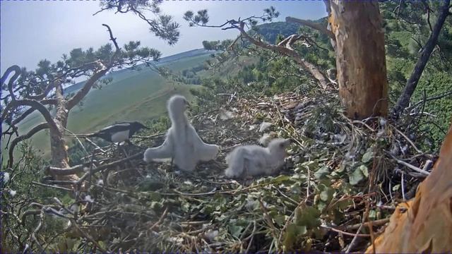 Солнечный орёл в Татарстане — птенец отважно защищает гнездо от сороки 10 06 2021 смотреть онлайн