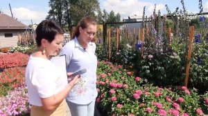 ЭЛИТНЫЕ ГИБРИДЫ НОВОЗЕЛАНДСКИХ ДЕЛЬФИНИУМОВ И ЦИННИЙ. ШИКАРНЫЙ ЦВЕТУЩИЙ САД.