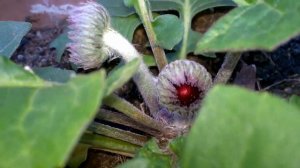 КАК ЦВЕТЕТ ГЕРБЕРА ВЕЛИКОЛЕПНАЯ!!! ТРОПИЧЕСКОЕ РАСТЕНИЕ. Мои Цветы. #Gerbera. #Доминикана.