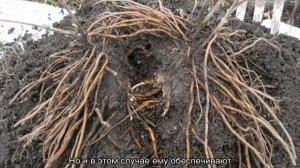 Пересадка клематиса на другое место осенью, весной или летом