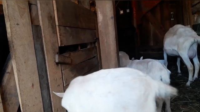 Заболела коза Манька. Лечим козу!. Проблемы у козы. смотреть онлайн