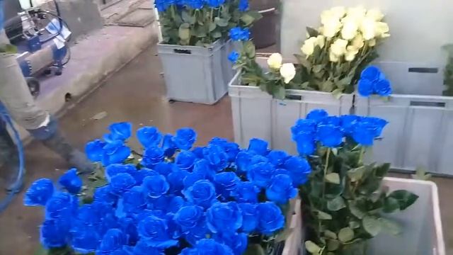 Покраска розы в синий цвет на плантации в Эквадоре. смотреть онлайн