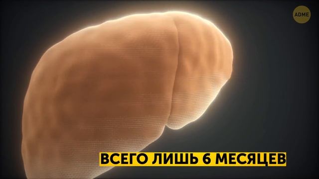 Сколько всего отверстий в теле человека? смотреть онлайн