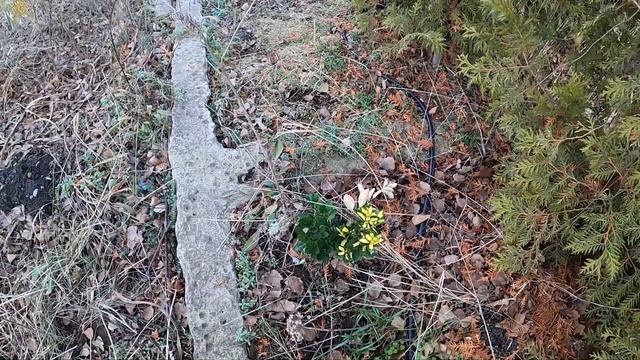 Ниваки из сосны 4год формировки смотреть онлайн