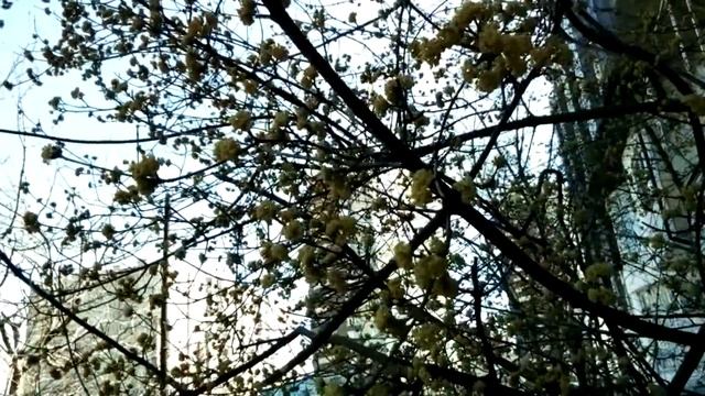 #Анапа ЖК Метеора Как называется это дерево? 14 марта. смотреть онлайн