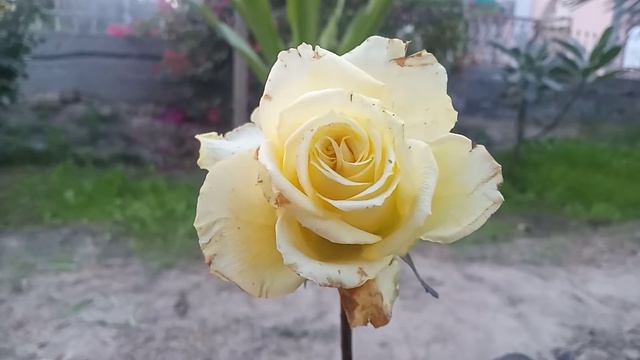 Short Video | Amazing Yellow Flowers Real Natural Sound 4K Video смотреть онлайн