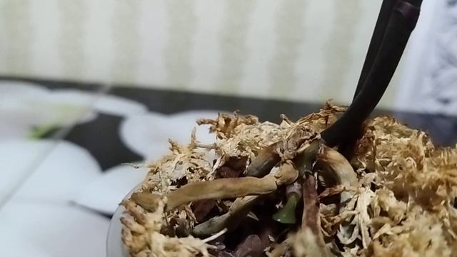 Вот прошло 2недели ,детка и цветонос растут смотреть онлайн