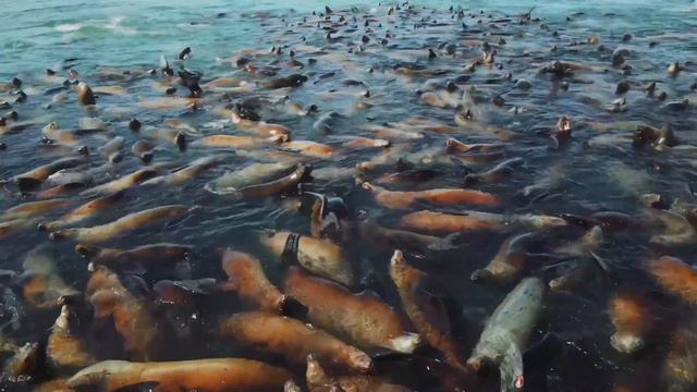 На волноломе у Невельска отдыхают после сытного обеда более 2 тысяч сивучей смотреть онлайн