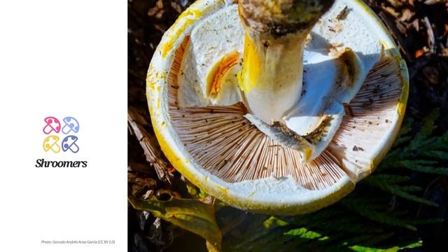 Yellow-staining mushroom (Agaricus xanthodermus) | Lookalikes | Practical Short Profile | Shroomers смотреть онлайн