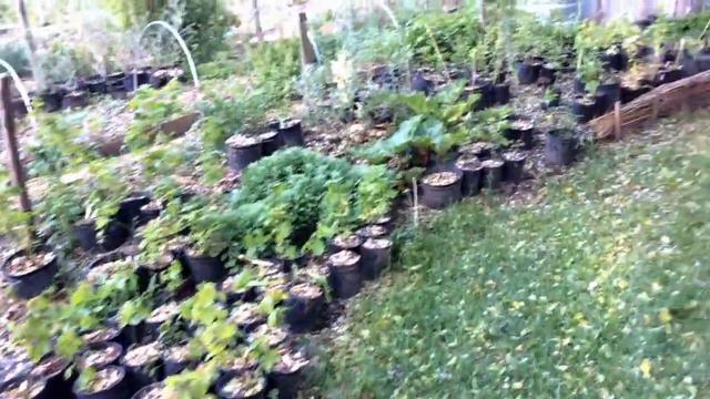 Potted Plants For Sale! (local)