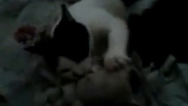 кошка против туалетной бумаги смотреть онлайн