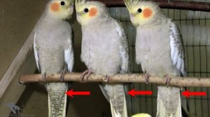 Определяем пол у корелл.