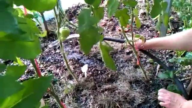 Уход за томатами: как поливать тепличные помидоры смотреть онлайн