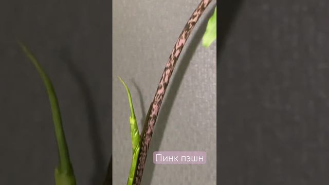 Мой опыт алоказии, наращивание Корней в воде #plantslover #алоказия смотреть онлайн