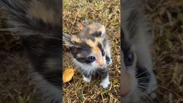 Милый котёнок #shorts