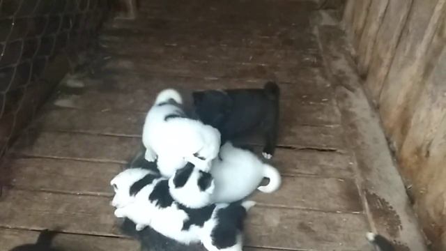 Малышам месяц! Выявляем кабанятников!!! смотреть онлайн