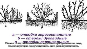 Как размножить крыжовник весной, летом и осенью