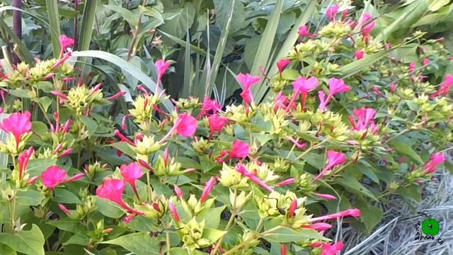 Как распускается Ночная красавица —Мирабилис! Timelapse смотреть онлайн