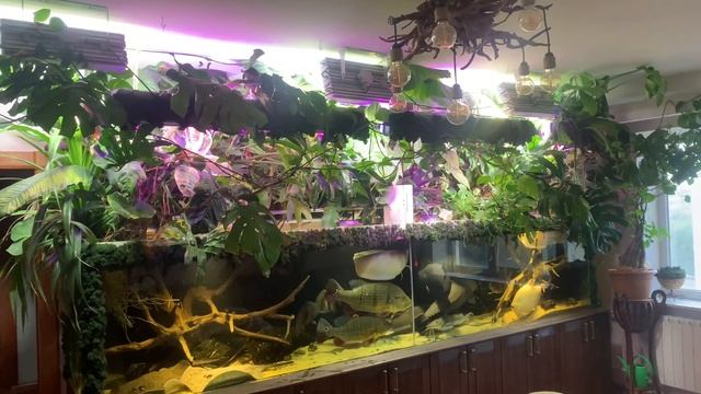 Что нового в моих аквариумах? Грэйд помпы Eheim 2260 до 2262, Jebao Scp 180, аэратор Matala.