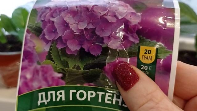 Секреты выращивания гортензий ? на подоконнике,как черенки выглядят. смотреть онлайн