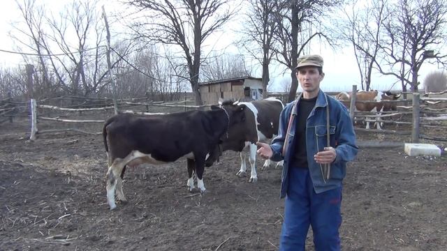 какой смысл сдавать молоко на молоковоз за копейки, заработок в деревне смотреть онлайн