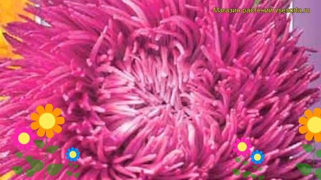 Астра коготковая Люкс. Краткий обзор, описание характеристик, где купить семена смотреть онлайн