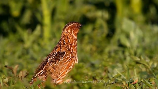 Bird sounds. Common Quail singing at sunrise смотреть онлайн