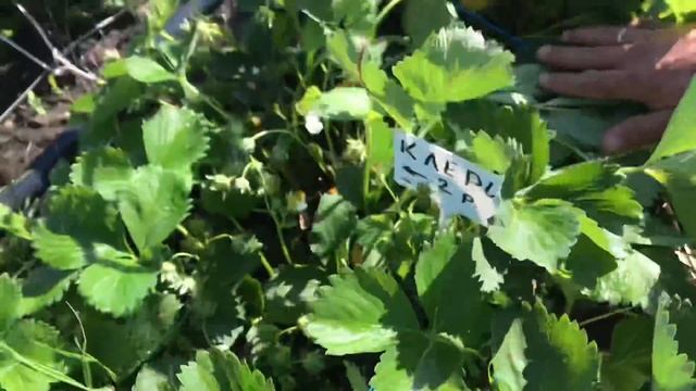 Полив туман для клубники смотреть онлайн