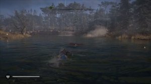 Кумжа мелкая Assassin's Creed Valhalla