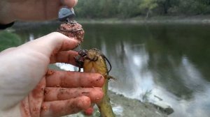 Рыбалка на Дунае / Венгрия / нашли озеро в лесу / halászat a Dunán / fishing on the Danube