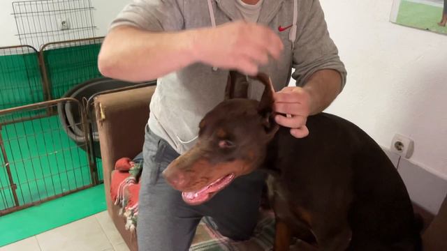 Doberman Taping Ears
