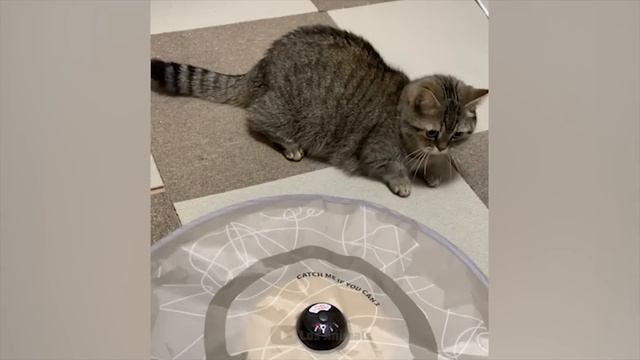 Самые смешные животные / Приколы с котами и собаками 2024 смотреть онлайн