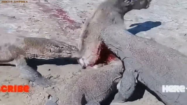 Комодский варан убивает. Варан ест Корову, Жесть Видеo. Комодский варан убивает. Дикая природа. смотреть онлайн
