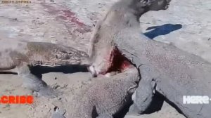 Комодский варан убивает. Варан ест Корову, Жесть Видеo. Комодский варан убивает. Дикая природа.