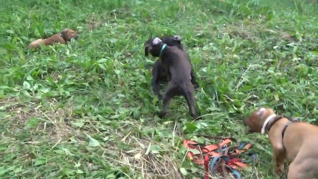 02/09/18 Драйв и банда смотреть онлайн