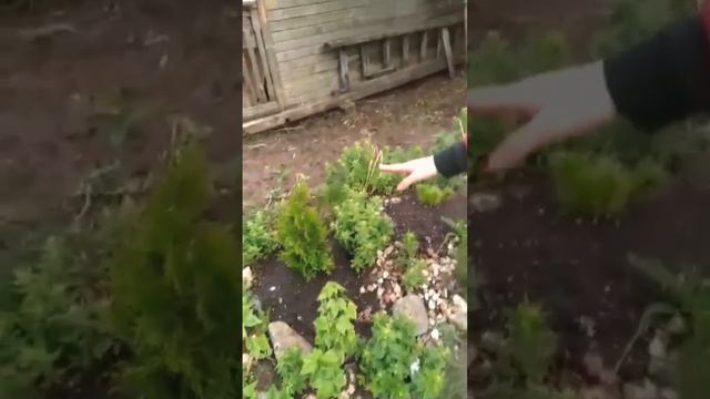 Рашен женчина на даче.??#женскийблог#дача#семейныйканал#лето#хюгге#альпийскаягорка#уют#красота смотреть онлайн