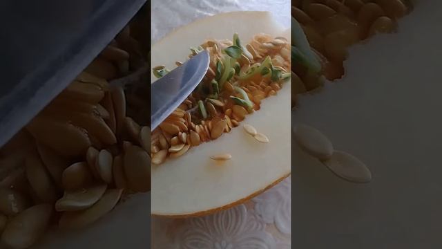 Дыня в дыне смотреть онлайн