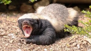 Самое свирепое животное! Медоед - интересные факты