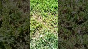 Гадюка на Кумысной Поляне Саратов