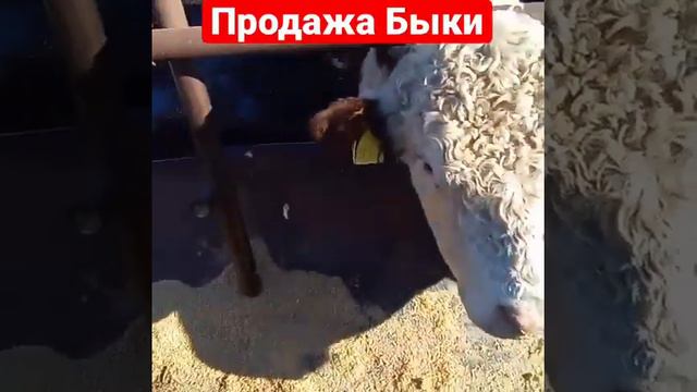 Продажа Быки порода Герефорд Чистокровные! Экспорт из России на страны СНГ 🇷🇺🇷🇺🇷🇺 смотреть онлайн