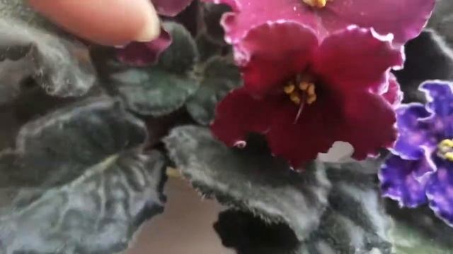 Фиалки, обзор смотреть онлайн