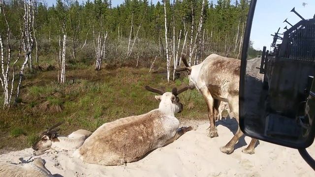 ОЛЕНИ НА ДОРОГЕ!2 ВОСТОЧНО-ПЕРЕВАЛЬНОЕ МЕСТОРОЖДЕН смотреть онлайн