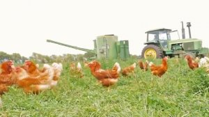 Как заработать на курах несушках? Высокодоходный бизнес?