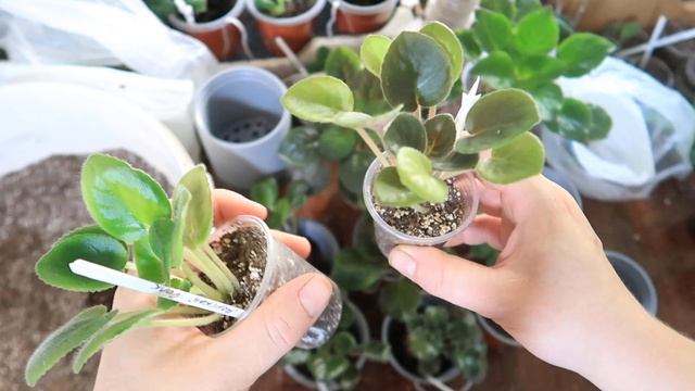 Как пересадить подросшую фиалку в БОЛЬШОЙ ГОРШОК? Плюс переводим фиалку на ФИТИЛЬ смотреть онлайн