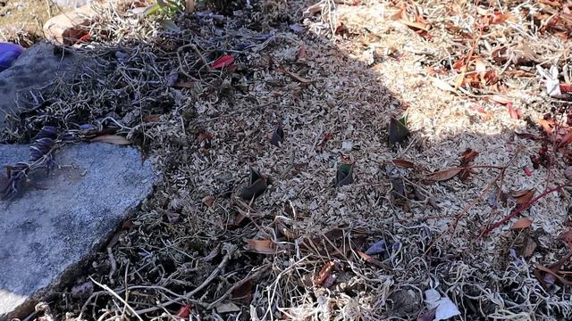 3월 적당히 조금씩 일하는 시골집마당 смотреть онлайн