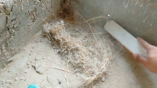 New Colony Main Birds Release Kardiye?️ ? | Fawn Java | Silver Java | White Java | Grey Java смотреть онлайн